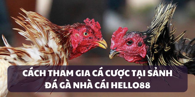 da-ga-hello88-cach-tham-gia