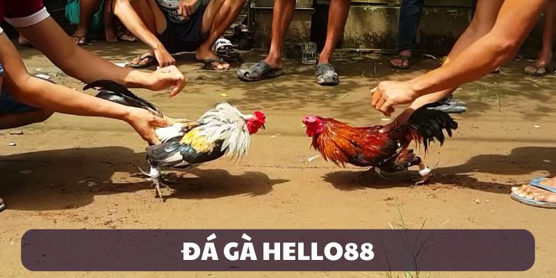 da-ga-hello88