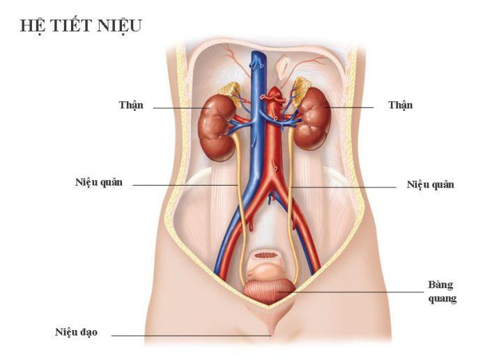 Cơ quan của hệ tiết niệu