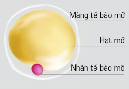 Cấu tạo tế bào mỡ trắng