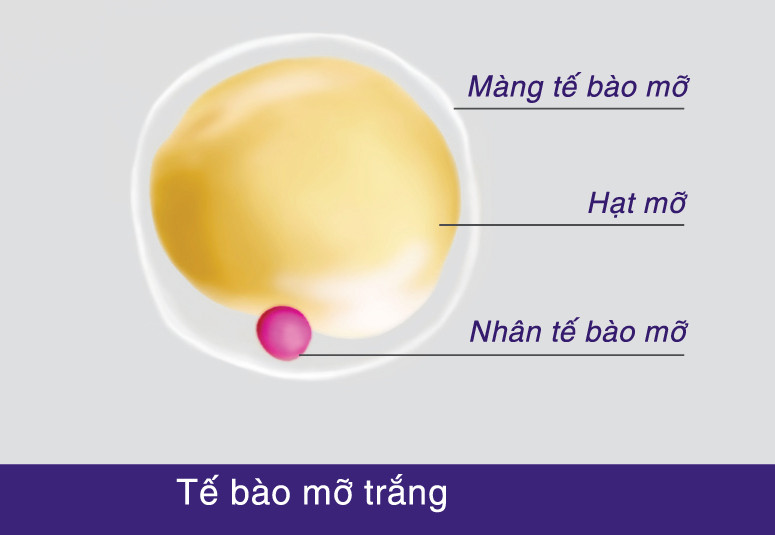 Hiểu Về Tế Bào Mỡ
