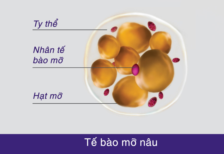 Hiểu Về Tế Bào Mỡ