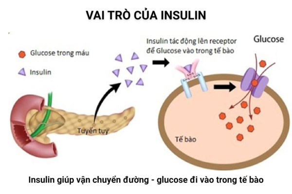 Hình minh họa cơ chế hoạt động của insulin