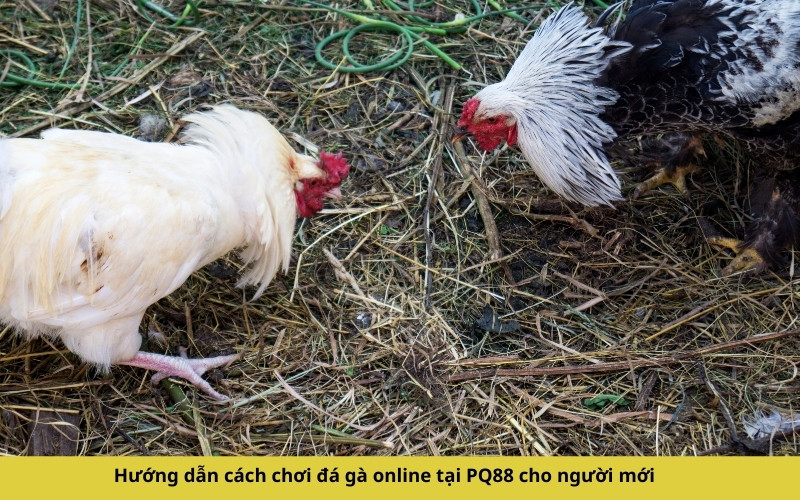 Hướng dẫn cách chơi đá gà online tại PQ88 cho người mới