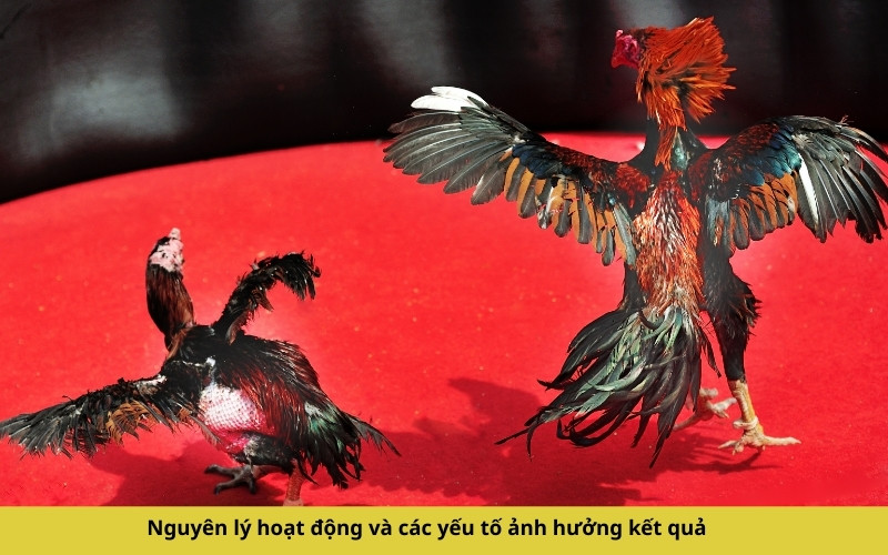 Nguyên lý hoạt động và các yếu tố ảnh hưởng kết quả