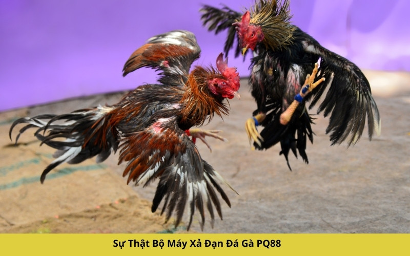 Sự Thật Bộ Máy Xả Đạn Đá Gà PQ88